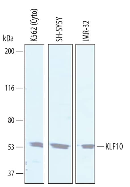 Western Blot KLF10 Antibody