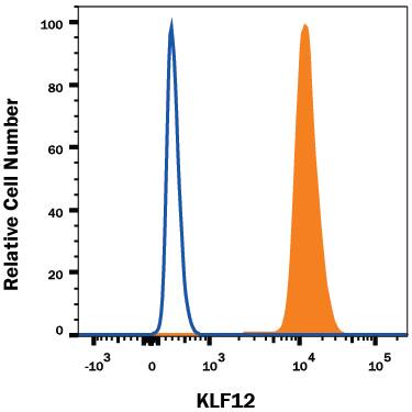 Intracellular Staining by Flow Cytometry KLF12 Antibody (1230C) [Unconjugated]