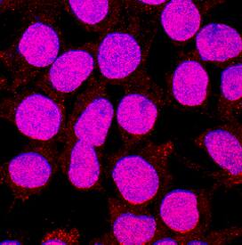 Immunocytochemistry KLF12 Antibody (1230C) [Unconjugated]