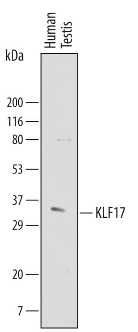 Western Blot KLF17 Antibody