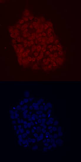 Immunocytochemistry KLF2 Antibody (665333) [Unconjugated]