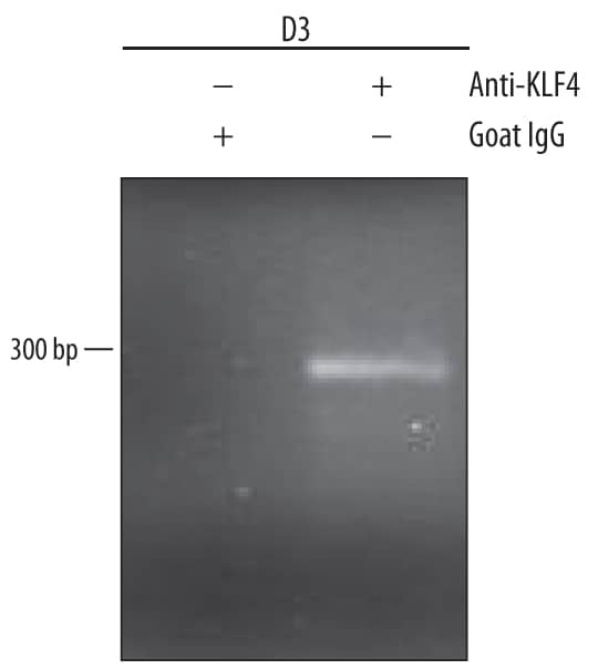 Chromatin Immunoprecipitation (ChIP) KLF4 Antibody [Unconjugated]