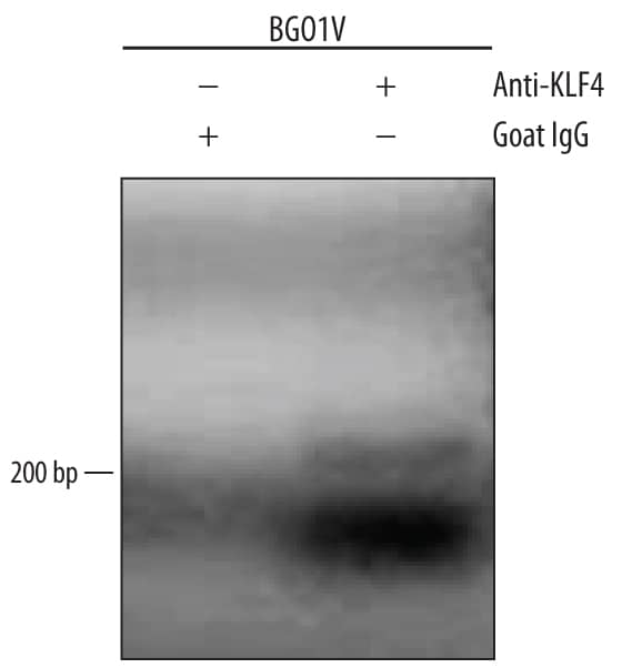 BG01V human embryonic stem cells were fixed using formaldehyde, resuspended in lysis buffer, and sonicated to shear chromatin. KLF4/DNA complexes were immunoprecipitated using 5 µg Goat Anti-Human KLF4 Antigen Affinity-purified Polyclonal Antibody (Catalog # AF3640) or control antibody (AB-108-C) for 15 minutes in an ultrasonic bath, followed by Biotinylated Anti-Goat IgG Secondary Antibody (BAF109). Immunocomplexes were captured using 50 µL of MagCellect Streptavidin Ferrofluid (MAG999) and DNA was purified using chelating resin solution. TheB2Rpromoter was detected by standard PCR.