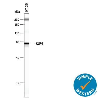 Simple Western lane view shows lysates of HT-29 human colon adenocarcinoma cell line, loaded at 0.2 mg/mL. A specific band was detected for KLF4 at approximately 63 kDa (as indicated) using 25 µg/mL of Goat Anti-Human KLF4 Antigen Affinity-purified Polyclonal Antibody (Catalog # AF3640) followed by 1:50 dilution of HRP-conjugated Anti-Goat IgG Secondary Antibody (HAF109). This experiment was conducted under reducing conditions and using the 12-230 kDa separation system. Non-specific interaction with the 230 kDa Simple Western standard may be seen with this antibody.