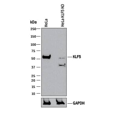 <b>Genetic Strategies Validation. </b>Western blot shows lysates of HeLa human cervical epithelial carcinoma parental cell line and KLF5 knockout HeLa cell line (KO). PVDF membrane was probed with 1 µg/mL of Goat Anti-Human/Mouse KLF5 Antigen Affinity-purified Polyclonal Antibody (Catalog # AF3758) followed by HRP-conjugated Anti-Goat IgG Secondary Antibody (HAF017). A specific band was detected for KLF5 at approximately 53 kDa (as indicated) in the parental HeLa cell line, but is not detectable in knockout HeLa cell line. GAPDH (AF5718) is shown as a loading control. This experiment was conducted under reducing conditions and using Immunoblot Buffer Group 1.