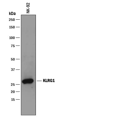 Western blot shows lysates of NK-92 human natural killer lymphoma cell line. PVDF membrane was probed with 2 µg/mL of Mouse Anti-Human KLRG1 Monoclonal Antibody (Catalog # MAB70291) followed by HRP-conjugated Anti-Mouse IgG Secondary Antibody (Catalog # HAF007). A specific band was detected for KLRG1 at approximately 26 kDa (as indicated). This experiment was conducted under reducing conditions and using Immunoblot Buffer Group 2.