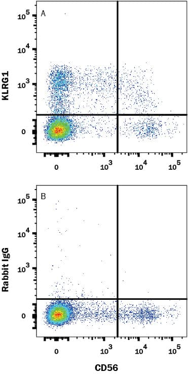 Human peripheral blood was stained with (A) Rabbit anti-Human KLRG1 Monoclonal Antibody (Catalog # MAB70293) or (B) Rabbit IgG control antibody (Catalog # MAB1050) followed by APC-conjugated Anti-Rabbit IgG Secondary Antibody (Catalog # F0111) and CD56 PE-conjugated Monoclonal Antibody (Catalog # FAB2408P). View our protocol for Staining Membrane-associated Proteins.