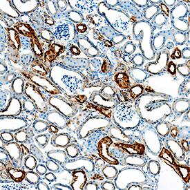 Immunohistochemistry Kallikrein 1 Antibody