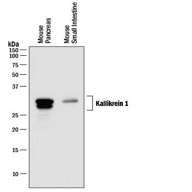 Western Blot Kallikrein 1 Antibody