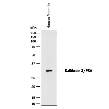 Western blot shows lysates of human prostate tissue. PVDF membrane was probed with 2 µg/mL of Mouse Anti-Human Kallikrein 3/PSA Monoclonal Antibody (Catalog # MAB13442) followed by HRP-conjugated Anti-Mouse IgG Secondary Antibody (Catalog # HAF018). A specific band was detected for Kallikrein 3/PSA at approximately 30 kDa (as indicated). This experiment was conducted under reducing conditions and using Immunoblot Buffer Group 1.