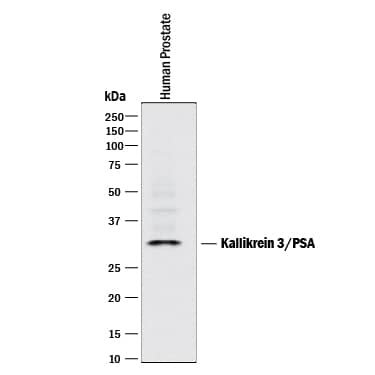 Western Blot Kallikrein 3/PSA Antibody (181823) [Unconjugated]