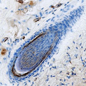 Kallikrein 5 was detected in immersion fixed frozen sections of mouse skin using Rat Anti-Mouse Kallikrein 5 Monoclonal Antibody (Catalog # MAB7236) at 25 µg/mL overnight at 4 °C. Tissue was stained using the Anti-Rat HRP-DAB Cell & Tissue Staining Kit (brown; Catalog # CTS017) and counterstained with hematoxylin (blue). Specific staining was localized to the inner sheath cuticle of hair follicles. View our protocol for Chromogenic IHC Staining of Frozen Tissue Sections.