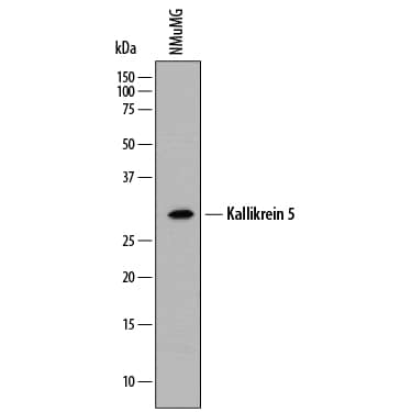 Western blot shows lysates of NMuMG mouse mammary gland epithelial cell line. PVDF membrane was probed with 2 µg/mL of Rat Anti-Mouse Kallikrein 5 Monoclonal Antibody (Catalog # MAB7236) followed by HRP-conjugated Anti-Rat IgG Secondary Antibody (Catalog # HAF005). A specific band was detected for Kallikrein 5 at approximately 30 kDa (as indicated). This experiment was conducted under reducing conditions and using Immunoblot Buffer Group 1.