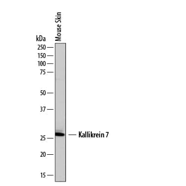 Western blot shows lysates of mouse skin tissue. PVDF membrane was probed with 2 µg/mL of Sheep Anti-Mouse Kallikrein 7 Antigen Affinity-purified Polyclonal Antibody (Catalog # AF7688) followed by HRP-conjugated Anti-Sheep IgG Secondary Antibody (Catalog # HAF016). A specific band was detected for Kallikrein 7 at approximately 27 kDa (as indicated). This experiment was conducted under reducing conditions and using Immunoblot Buffer Group 1.