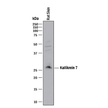 Western blot shows lysates of rat skin tissue. PVDF membrane was probed with 1 µg/mL of Sheep Anti-Mouse Kallikrein 7 Antigen Affinity-purified Polyclonal Antibody (Catalog # AF7688) followed by HRP-conjugated Anti-Sheep IgG Secondary Antibody (Catalog # HAF016). A specific band was detected for Kallikrein 7 at approximately 27 kDa (as indicated). This experiment was conducted under reducing conditions and using Immunoblot Buffer Group 1.