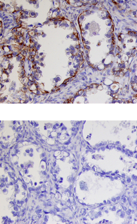 Immunohistochemistry Kallikrein 9 Antibody [Unconjugated]