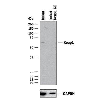 <b>Genetic Strategies Validation. </b>Western blot shows lysates of Jurkat human acute T cell leukemia parental cell line and Keap1 Jurkat cell line (KO). PVDF membrane was probed with 1 µg/mL of Goat Anti-Human/Mouse/Rat Keap1 Antigen Affinity-purified Polyclonal Antibody (Catalog # AF3024) followed by HRP-conjugated Anti-Goat IgG Secondary Antibody (Catalog # HAF017). A specific band was detected for Keap1 at approximately 66 kDa (as indicated) in the parental Jurkat cell line, but is not detectable in knockout Jurkat cell line. GAPDH (Catalog # AF5718) is shown as a loading control. This experiment was conducted under reducing conditions and using Immunoblot Buffer Group 1.