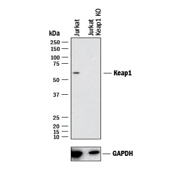 Knockout Validated Keap1 Antibody (333116) [Unconjugated]