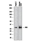 Western blot shows lysates of HepG2 human hepatocellular carcinoma cell line and human liver tissue. PVDF membrane was probed with 2 µg/mL of Mouse Anti-Human Ketohexokinase Monoclonal Antibody (Catalog # MAB8177) followed by HRP-conjugated Anti-Mouse IgG Secondary Antibody (Catalog # HAF018). A specific band was detected for Ketohexokinase at approximately 30 kDa (as indicated). This experiment was conducted under reducing conditions and using Immunoblot Buffer Group 1.