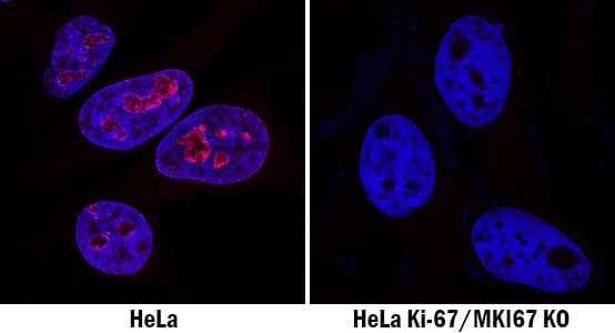 <b>Genetic Strategies Validation. </b>Ki67/MKI67 was detected in immersion fixed HeLa human cervical epithelial carcinoma cell line but is not detected in Ki67/MKI67 knockout (KO) HeLa cell line using Sheep Anti-Human Ki67/MKI67 Antigen Affinity-purified Polyclonal Antibody (Catalog # AF7617) at 1 µg/mL for 3 hours at room temperature. Cells were stained using the NorthernLights™ 557-conjugated Anti-Sheep IgG Secondary Antibody (red; NL010) and counterstained with DAPI (blue). Specific staining was localized to nuclei. View our protocol for Fluorescent ICC Staining of Cells on Coverslips.