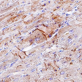 Immunohistochemistry Kir2.1 Antibody (2153C) [Unconjugated]