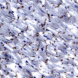 Immunohistochemistry Kir2.1 Antibody (2153C) [Unconjugated]