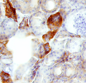Immunohistochemistry Klotho Antibody [Unconjugated]