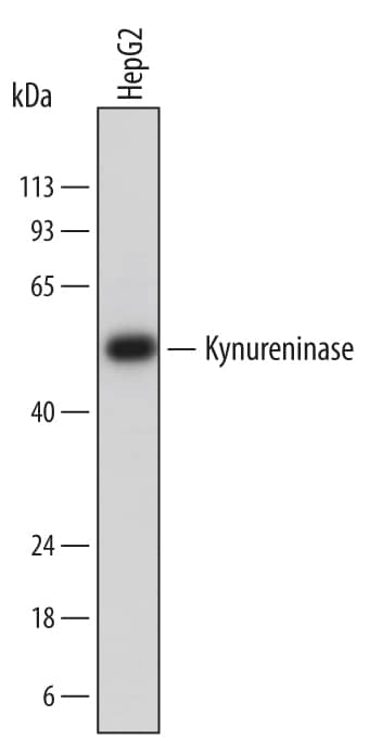 Western Blot Kynureninase Antibody