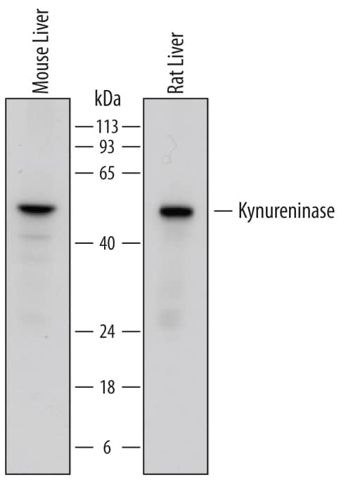 Western blot shows lysates of mouse liver tissue and rat liver tissue. PVDF membrane was probed with 0.25 µg/mL of Sheep Anti-Mouse Kynureninase Antigen Affinity-purified Polyclonal Antibody (Catalog # AF7389) followed by HRP-conjugated Anti-Sheep IgG Secondary Antibody (Catalog # HAF016). A specific band was detected for Kynureninase at approximately 50-55 kDa (as indicated). This experiment was conducted under reducing conditions and using Immunoblot Buffer Group 1.