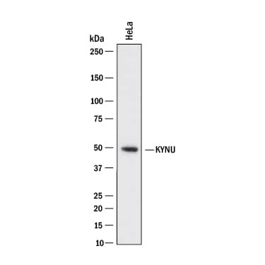 Western blot shows lysates of HeLa human cervical epithelial carcinoma cell line. PVDF membrane was probed with 2 µg/mL of Mouse Anti-Human Kynureninase Monoclonal Antibody (Catalog # MAB4887R) followed by HRP-conjugated Anti-Mouse IgG Secondary Antibody (Catalog # HAF018). A specific band was detected for Kynureninase at approximately 50 kDa (as indicated). This experiment was conducted under reducing conditions and using Immunoblot Buffer Group 1.