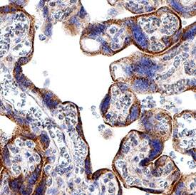 Immunohistochemistry Kynurenine 3-Monooxygenase/KMO Antibody (2493A) [Unconjugated]