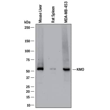 Western Blot Kynurenine 3-Monooxygenase/KMO Antibody (2493A) [Unconjugated]