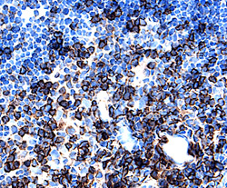 Immunohistochemistry L-Selectin/CD62L Antibody [Unconjugated]