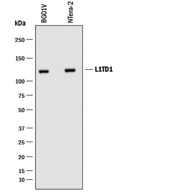 Western Blot L1TD1 Antibody (901258)