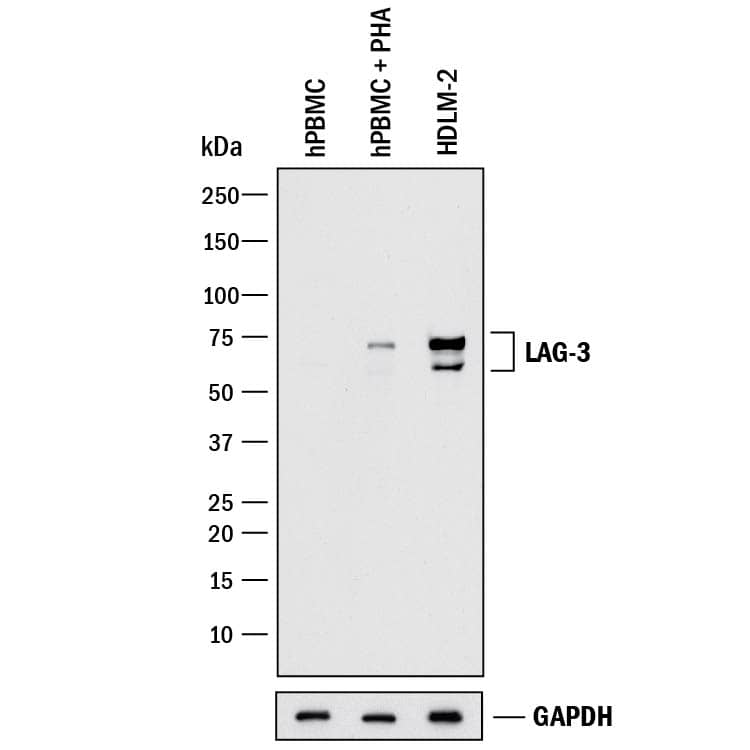 Western Blot LAG-3 Antibody [Unconjugated]