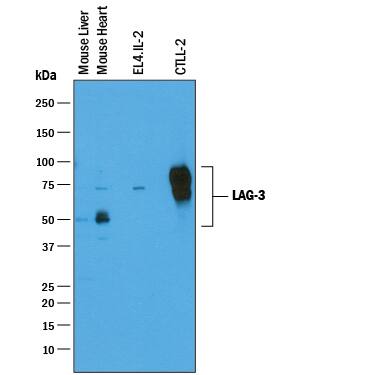 Western Blot LAG-3 Antibody [Unconjugated]