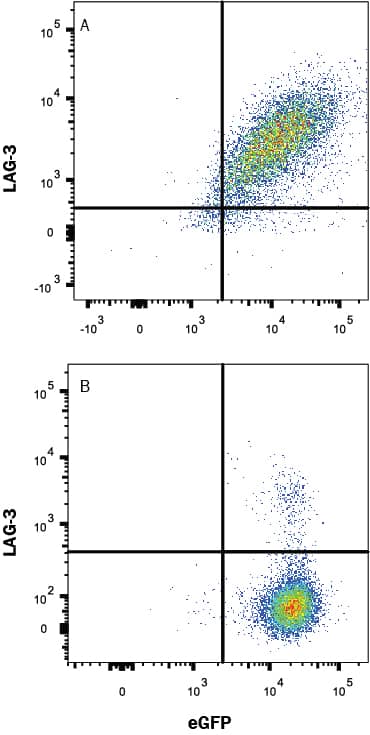 HEK293 human embryonic kidney cell line transfected with either (A) human LAG-3 or (B) irrelevant transfectants and eGFP was stained with Mouse Anti-Human LAG-3 APC-conjugated Monoclonal Antibody (Catalog # FAB23193A). Quadrant markers were set based on control antibody staining (Catalog # IC002A, data not shown). View our protocol for Staining Membrane-associated Proteins.