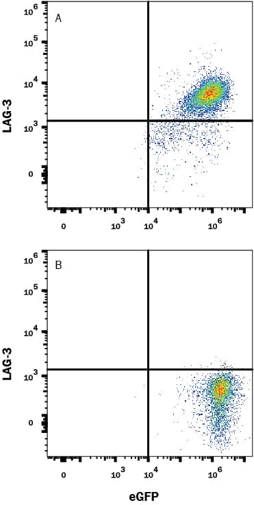 HEK293 human embryonic kidney cell line transfected with (A) cynomolgus monkey LAG-3 or (B) irrelevant protein and eGFP was stained with Rabbit Anti-Cynomolgus Monkey LAG-3 Monoclonal Antibody (Catalog # MAB10395) followed by APC-conjugated Anti-Rabbit IgG Secondary Antibody (Catalog # F0111). Quadrant markers were set based on control antibody staining (Catalog # MAB1050). View our protocol for Staining Membrane-associated Proteins.
