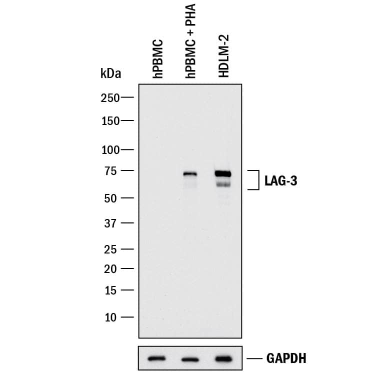 Western Blot LAG-3 Antibody (874501) [Unconjugated]