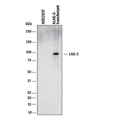 Western blot shows lysates of HEK293T human embryonic kidney cell line either mock transfected or transfected with human LAG-3. PVDF membrane was probed with 2 µg/mL of Mouse Anti-Human LAG-3 Monoclonal Antibody (Catalog # MAB23195) followed by HRP-conjugated Anti-Mouse IgG Secondary Antibody (Catalog # HAF018). A specific band was detected for LAG-3 at approximately 100 kDa (as indicated). This experiment was conducted under reducing conditions and using Immunoblot Buffer Group 1.