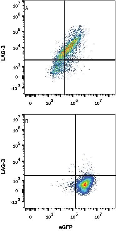 HEK293 human embryonic kidney cell line transfected with either (A) human LAG-3 or (B) irrelevant transfectants and eGFP was stained with Mouse Anti-Human LAG-3 Monoclonal Antibody (Catalog # MAB23196) followed by APC-conjugated Anti-Mouse IgG Secondary Antibody (Catalog # F0101B). Quadrant markers were set based on control antibody staining (Catalog # MAB0041, data not shown). View our protocol for Staining Membrane-associated Proteins.