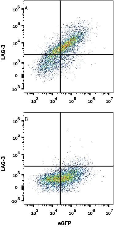 HEK293 human embryonic kidney cell line transfected with either (A) human LAG-3 or (B) irrelevant transfectants and eGFP was stained with Mouse Anti-Human LAG-3 Monoclonal Antibody (Catalog # MAB23197) followed by APC-conjugated Anti-Mouse IgG Secondary Antibody (Catalog # F0101B). Quadrant markers were set based on control antibody staining (Catalog # MAB0041, data not shown). View our protocol for Staining Membrane-associated Proteins.