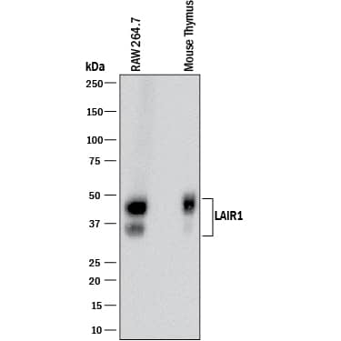Western blot shows lysates of RAW 264.7 mouse monocyte/macrophage cell line and mouse thymus tissue. PVDF membrane was probed with 2 µg/mL of Rabbit Anti-Mouse LAIR1 Monoclonal Antibody (Catalog # MAB10092) followed by HRP-conjugated Anti-Rabbit IgG Secondary Antibody (Catalog # HAF008). Specific bands were detected for LAIR1 at approximately 36-14 kDa (as indicated). This experiment was conducted under reducing conditions and using Immunoblot Buffer Group 1.