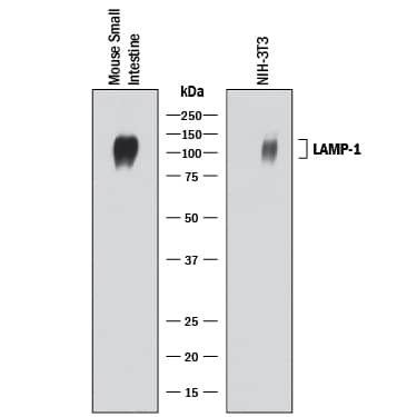Western blot shows lysates of mouse small intestine tissue and NIH-3T3 mouse embryonic fibroblast cell line. PVDF membrane was probed with 0.2 µg/mL of Goat Anti-Mouse LAMP-1/CD107a Lumenal Domain Antigen Affinity-purified Polyclonal Antibody (Catalog # AF4320) followed by HRP-conjugated Anti-Goat IgG Secondary Antibody (Catalog # HAF017). A specific band was detected for LAMP-1/CD107a at approximately 100-120 kDa (as indicated). This experiment was conducted under reducing conditions and using Immunoblot Buffer Group 1.