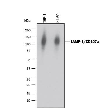 Western blot shows lysates of THP-1 human acute monocytic leukemia cell line and HL-60 human acute promyelocytic leukemia cell line. PVDF membrane was probed with 1 µg/mL of Sheep Anti-Human LAMP-1/CD107a Lumenal Domain Antigen Affinity-purified Polyclonal Antibody (Catalog # AF4800) followed by HRP-conjugated Anti-Sheep IgG Secondary Antibody (Catalog # HAF016). A specific band was detected for LAMP-1/CD107a at approximately 120 kDa (as indicated). This experiment was conducted under reducing conditions and using Immunoblot Buffer Group 1.