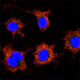 LAMP1/CD107a was detected in formaldehyde fixed HeLa human cervical epithelial carcinoma cell line using Mouse Anti-Human LAMP1/CD107a Biotinylated Monoclonal Antibody (Catalog # BAM4800) at 10 µg/mL for 3 hours at room temperature. Cells were stained using the NorthernLights™ 557-conjugated Streptavidin (orange; Catalog # NL999) and counterstained with DAPI (blue). Specific staining was localized to lysosomes. View our protocol for Fluorescent ICC Staining of Cells on Coverslips.