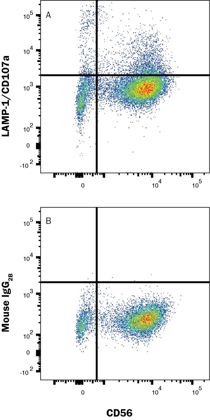 Human NK Cells were expanded from PBMCs following the protocol on ExCellerate Human NK Cell Expansion Media, Xeno Free (CCM032) plus Recombinant Human IL-2 (27 ng/mL), Recombinant Human IL-12 (10 ng/mL), Recombinant Human IL-18 (10 ng/mL), and Recombinant Human IL-21 (10 ng/mL) for 14 days, then stained with (A) Mouse Anti-Human LAMP-1/CD107a Alexa Fluor® 488-conjugated Monoclonal Antibody (Catalog # IC4800G) or (B) Mouse IgG2B isotype control antibody (IC0041G) and Mouse Anti-Human NCAM-1/CD56 Alexa Fluor® 647-conjugated Monoclonal Antibody (FAB24086R). View our protocol for Staining Membrane-associated Proteins.