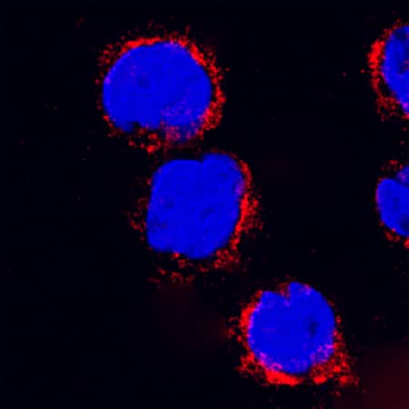 LAMP-1/CD107a was detected in immersion fixed THP-1 human acute monocytic leukemia cell line using Mouse Anti-Human LAMP-1/CD107a Monoclonal Antibody (Catalog # MAB4800) at 25 µg/mL for 3 hours at room temperature. Cells were stained using the NorthernLights™ 557-conjugated Anti-Mouse IgG Secondary Antibody (red; Catalog # NL007) and counterstained with DAPI(blue). Specific staining was localized to cytoplasmic. View our protocol for Fluorescent ICC Staining of Cells on Coverslips.