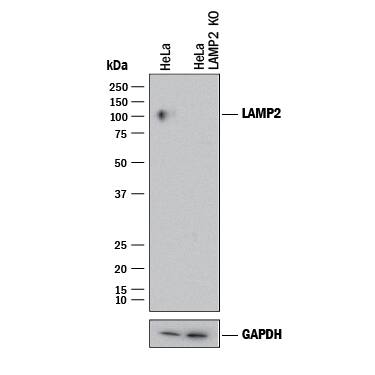 <b>Genetic Strategies Validation. </b>Western blot shows lysates of HeLa human cervical epithelial carcinoma parental cell line and LAMP-2/CD107b knockout HeLa cell line (KO). PVDF membrane was probed with 1 µg/mL of Goat Anti-Human LAMP-2/CD107b Antigen Affinity-purified Polyclonal Antibody (Catalog # AF6228) followed by HRP-conjugated Anti-Goat IgG Secondary Antibody (Catalog # HAF017). A specific band was detected for LAMP-2/CD107b at approximately 100 kDa (as indicated) in the parental HeLa cell line, but is not detectable in knockout HeLa cell line. GAPDH (Catalog # AF5718) is shown as a loading control. This experiment was conducted under reducing conditions and using Immunoblot Buffer Group 1.