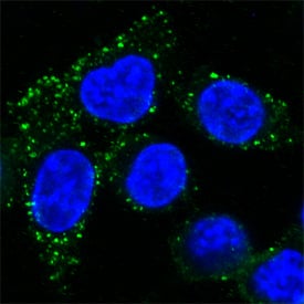 LAMP2/CD107b was detected in formaldehyde fixed HeLa human cervical epithelial carcinoma cell line using Mouse Anti-Human LAMP2/CD107b Alexa Fluor® 488‑conjugated Monoclonal Antibody (Catalog # IC6228G) at 25 μg/mL dilution overnight at 4° C and counterstained with DAPI (blue). Specific staining was localized to lysosomes. View our protocol for Fluorescent ICC Staining of Cells on Coverslips.